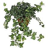 Hedera helix Wonder | Gemeiner Efeu | Kletterpflanze | Höhe 25-30cm | Topf-Ø 13cm