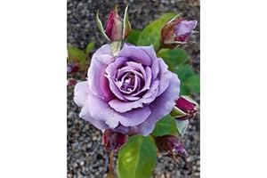 Novalis®, rosa viva di Rose Barni®, rosa in vaso rifiorente, fiori medi a coppa, profumo delicato, colore lilla lavanda, cod. 76047