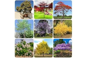 BRKENT Juego De 333 Semillas De Árboles, Semillas Exóticas, Plantas De Jardín, Juego De Semillas De Bonsái, Plantas De Árboles, Plantas En Maceta Resistentes, Árbol Bonzai, Plantas De Interior, Sem