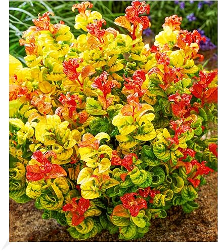 Begonia Hirsuta Samen – 5x Tropische Zierstrauch-Samen Für Schattige Beete & Zimmer