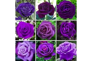 GardenersDream Purple Rose Bush Potted - Outdoor Plants Ready to Plant - Climbing Roses for Garden with Fragrant Flower Rose Trees - Colourful Roses for Outdoor Garden - (20-50cm Incl. Pot)