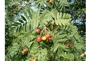 GREEN FUTURE PFLANZENHANDEL Speierling Sorbus domestica Pflanze 15-20cm Spierling Sperberbaum Sporapfel
