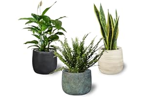 SMPLY. Pack 3 Plantas Naturales Interior Purificadoras del Aire: Sanseviera + Helecho de Boston + Lirio de Paz, Ø12-13 cm, Alto 30-50 cm,Decoración del Hogar (No Incluye Maceta de cerámica)