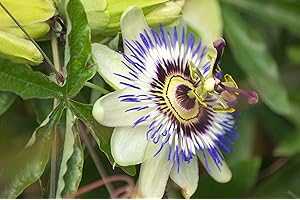 CLEMATITE.NET Passiflore Caerulea C 1, 5 Litres