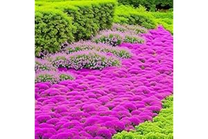 GENERIC 20000 Creeping Thyme Seeds, Wild Thyme Flower Plant Rock Cress Ground Cover Flower, Wildflower Seed Mix Covers 35m², Carpet Evergreen Plant for Landscaping, Lawn Alternative