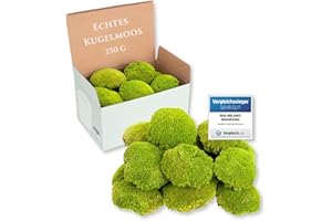 ‎MIA MILANO Kugelmoos hellgrün konserviert | 250g Echtes Bollenmoos für Moosbilder | Haltbares Moos zum Basteln | Wetterfestes hellgrünes Islandmoos
