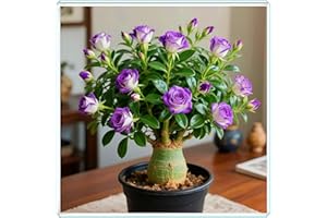 KVHSVB Crea fácilmente un pequeño jardín, la rosa del desierto es el toque final.-1bulbos-A