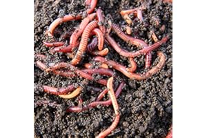 TIERRA VIVA Lombriz Roja Californiana (Eisenia Foetida). 500 Lombrices seleccionadas a Mano. Formatos 150, 200, 300, 500 y 1000 lombrices
