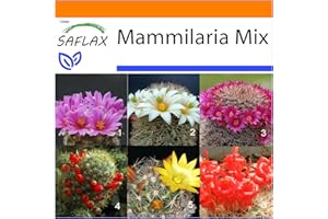 SAFLAX - Ogród w torbie - Mammilaria Mix - 40 Nasiona - Z rosnącym podłożem w praktycznej, samowznoszącej torbie. - Mammilaria Mix