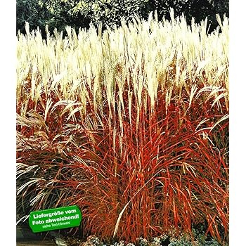 Uncinia rubra 'Firedance' 1 Liter(Ziergras/Gräser/Stauden