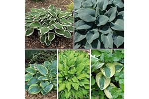 THOMPSON & MORGAN Hosta Collection Hardy Garden Plants, Foliage Plants, Shade Loving, Easy to Grow, Ideal for Small Gardens & Patios, 5 x Hosta Collection Bare Root Plants by Thompson & Morga