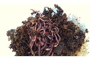 LOMBRICENTRO. Lombrices rojas californianas para compost, humus o huerto, con guía de uso (200 lombrices)