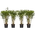 Bambou Fargesia Rufa - Lot De 2 Plantes En Pot 17 Cm - Hauteur 60 Cm - Persistant, Non Envahissant - Pour Bordure, Haie Ou Terrasse