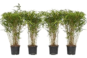 Plant in a Box - Bambù - Set di 4 - Fargesia nitida ‘Gansu’ - Altezza 50-70cm - Vaso 17cm - Bamboo ornamentale sempreverde - Pianta da giardino resistente al freddo - Ideale per siepi e vasi