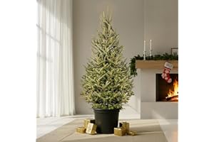 GardenersDream Fraser Fir Pot Grown Christmas Tree - Real Live Fresh Living Potted Plant (4ft, 120cm) (Expedited Despatch)