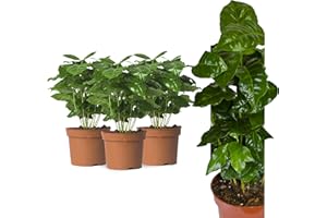 INTERFLOWERS GMBH 3 Echte Kaffee Pflanze Coffea Arabica ca. 30cm - Kaffeepflanze Kaffeestrauch, Zimmerpflanzen, Zimmerpflanzen Set, coffee to grow, kaffeepflanze kaufen, kaffee arabica pflanze, kaffe pflanze