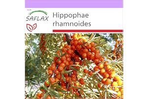 SAFLAX - Sea Buckthorn - 40 Seeds - Hippophae rhamnoides