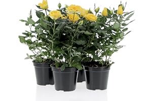 KENTIS - Kit 4 Piante di Rose Gialle - Piante Vere da Esterno Fiorite - Pianta da Balcone Giardino Terrazzo Ornamentali - Sempreverde - Vaso Ø 12 cm