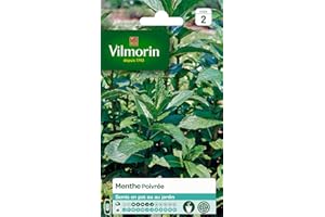 Vilmorin - Menthe poivrée - Plante médicinale et aromatique - idéal pour parfumer cocktails et salades - développement important