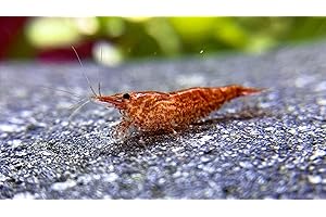 WaterPlants 10 Red Sakura Fire Garnelen, Zwerggarnelen