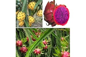 GENERIC Dragon Fruit Cactus Seeds Mix - Red, Yellow, Purple - 3 Packets
