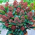 Skimmia Japonica Rubella | Beautiful Evergreen Flowering Garden Shrub in Pot