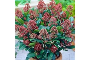 GARDENERSDREAM Skimmia Japonica Rubella | Beautiful Evergreen Flowering Garden Shrub in Pot
