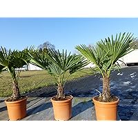 Hanfpalme 'M' Palme Trachycarpus fortunei winterhart, Premiumqualität