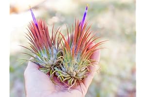 CAMBRIDGE BEE 2 x Tillandsia Ionantha Red Air Plants - IONANTHA Fuego air Plants - red Tillandsia - Airplant - Easy Care House Decoration