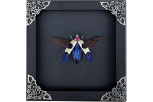 VINATIMES Real Framed Jewel Beetle Black Frame Dead Insect Dried Bug Lover Shadow Box Taxidermy Oddity Collectables Specimen Decoration Reading Tabletop Wall Room Art Home Decor Living Gallery K14-82-DE
