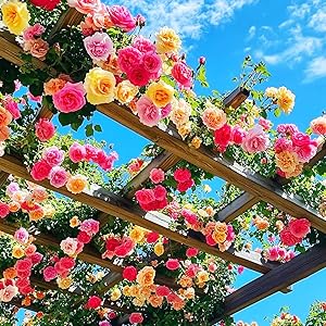 N.G.M.AGROCARE Imported Hybrid Climbing Rose Flower Mix Seeds, Year-Round Blooms (Pack of 160 Seeds)