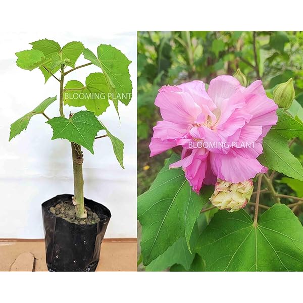 AP GARDEN Land Lotus Live Plant Nelumbo Nucifera Sthal Padma