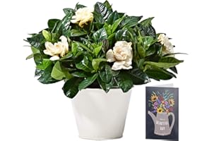 POSTABLOOM White Gardenia Plant Delivered | Free UK Delivery | Pot Included | FREE Personalised Card & Message | Our Gardenias are the Perfect Indoor House Plants | An Ideal Fresh Flower Thank You Gift for Women