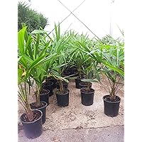 BALDUR Garten Winterharte Kübel-Palmen, 2 Pflanzen, Chinesische Hanfpalme Freilandpalme Gartenpalme, Trachycarpus…
