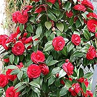 Camellia japonica"Black Lace" | Kamelie | Rote Blüte | Höhe 30-40cm | Topf-Ø 15cm