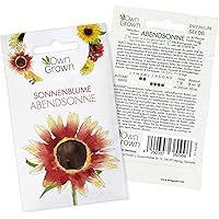 Sonnenblumen Samen Abendsonne (Helianthus annuus): Premium Sonnenblumen Saatgut für hohe Sonnenblume, Sonnenblume Saat…