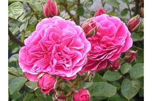 GORGEOUS GARDEN ROSES Special Son - 5.5lt Potted Floribunda Garden Rose Bush - Deep Pink, Repeat Flowering Blooms - Great Gift Idea