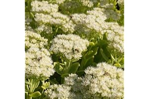 Blumixx Stauden Sedum spectabile 'Stardust' - Fetthenne, im 0,5 Liter Topf, weiß blühend