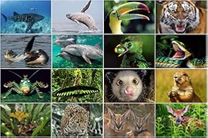 Coffret de cartes postales de 16 cartes lenticulaires 3D aux motifs animaliers de l'Edition Colibri