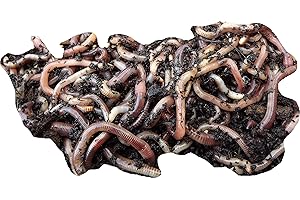 Yorkshire Worms DENDROBAENA worms Pack - Suitable for Composting, Wormery Starter Packs