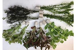 TUBIS-DE AQUA Teichpflanzen Set 10 Bunde Wasserpflanze Teichpflanze Algenprophylaxe Aquarium