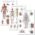 Palace Learning 3 Pack - Muscle + Skeleton + Circulatory System Anatomy Poster Set - Muscular and Skeletal System Anatomical Charts - Laminated - 18" x 24"