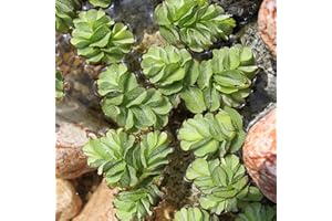 WASSERPFLANZEN WOLFF - Salvinia minima - Schwimmfarn - schwimmender Büschelfarn - Schutz für Fische - Tischdekoration