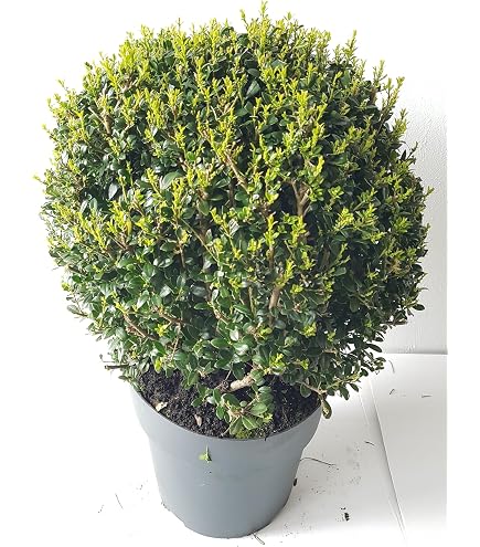 beleuchteter weihnachtsstern für innen Salcar LED Weihnachtsstern 45 cm, Metall Leuchtstern mit 720 LEDs, 8 –  sekeymall