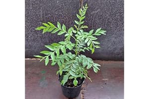 HAPPY EXOTICS 1 Curryblatt Baum | Murraya Koenigii | Aus Samen gezogen | Selten in der EU | Indische & Sri Lankische Zimmerpflanze | 20-30cm Höhe in 9cm Topf | Curry Pflanze | Bergera Koenigii