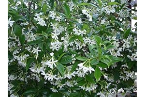 Jasmin Étoilé Jasminoïdes Godet