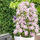 Clematis"Piilu" | Rosa Clematis Winterhart Mehrjährig | Kletterpflanzen Winterhart | Höhe 55-65 cm | Topf-Ø 15 cm