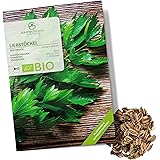 Semi di levistico biologiche - Semi di erbe aromatiche da coltivare in cucina, sul balcone, sul orto rialzato e in giardino