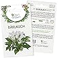 Bärlauch Samen: Premium Bärlauch Saatgut für die Anzucht von ca. 30 Bärlauch Pflanzen im Garten – Wildkräuter Samen…