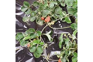 TENAX Film de Acolchamiento Black Cover 1,50x20 m Negro, Film Impermeable Antihierbas para el Huerto, para Fresas y Hortalizas